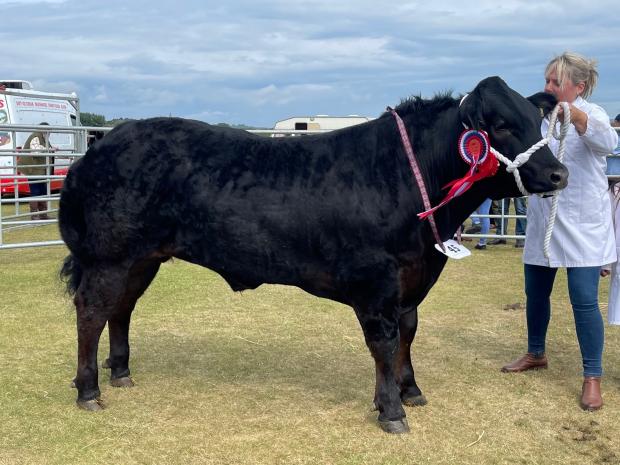 The Scottish Farmer: Blair Duffton's 'Spongebob' lifted the commercial cattle title